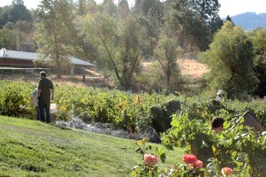 montoliva_vineyard 015