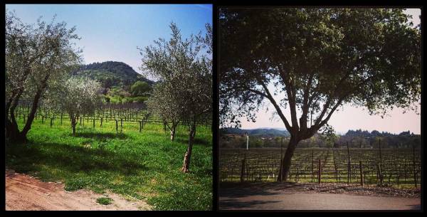 vineyards and trees